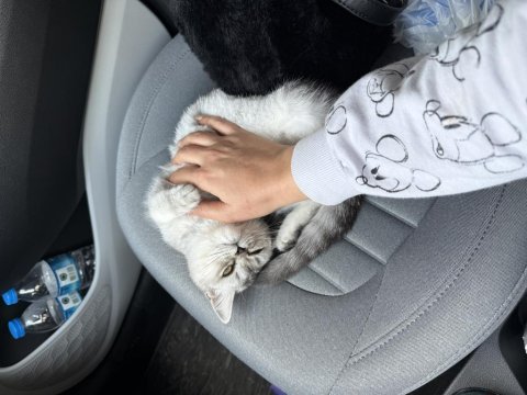 Sevimli tatlı oyun delisi british shorthair