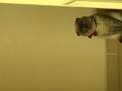 2,5 yaşında erkek scottish fold
