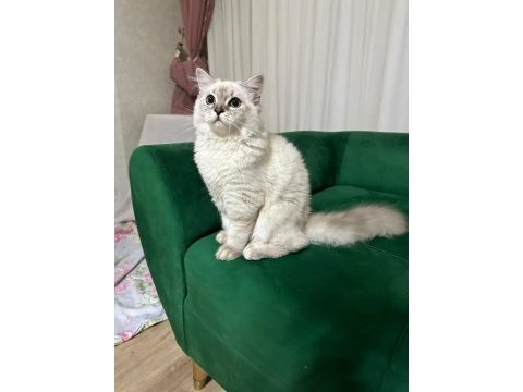Yetişkin dişi kedilerim yeni yuvasını arıyor