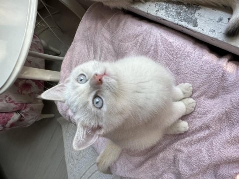 British shorthair full secereli babanın oğluşu