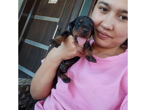 Şecereli doberman yavrularımız