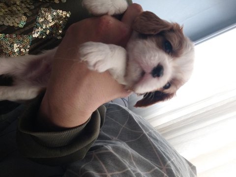 Sağlık ırk garantili cavalier king charles yavrular