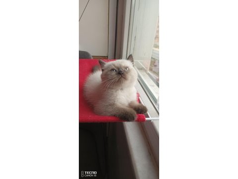 Sona kalan dona kalır timur yeni yuva arıyor
