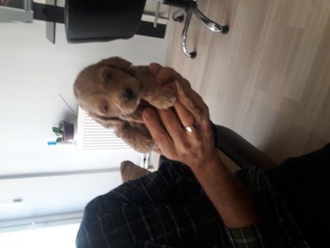 Toy poodle yavrularımız yuva arıyor