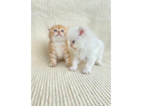 By22 erkek yavru safkan british shorthair