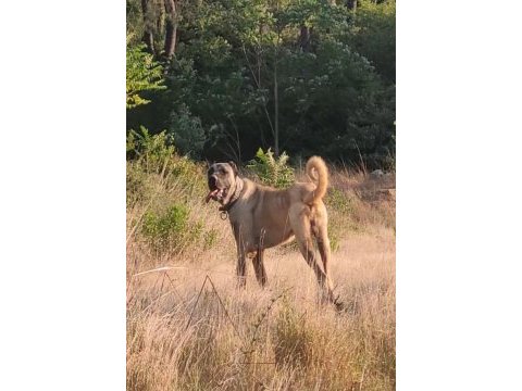 Dev yavru 90 üzerı anadolu çoban köpeği