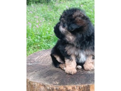 Morkie erkek