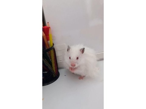 Hamster coco yeni yuvasını arıyor (eşyalarıyla birlikte)