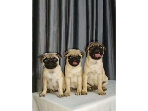 Orjinal pug yavru köpeklerimiz