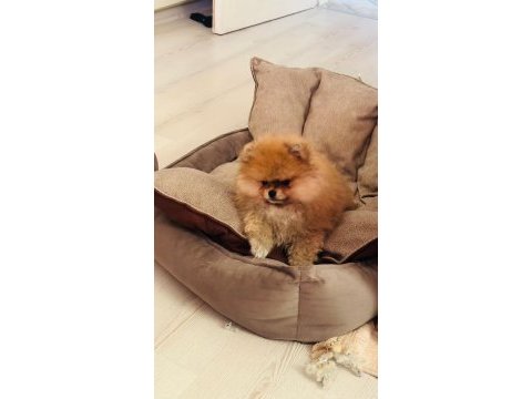 Pomeranian spitz