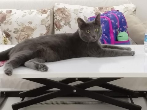 Russian blue kedimizi tamamen ücretsiz sahiplendireceğiz