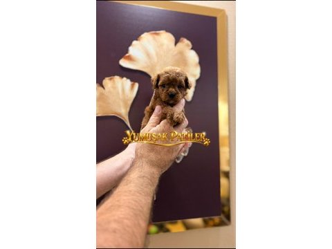 Sevimli ırk toy poodle
