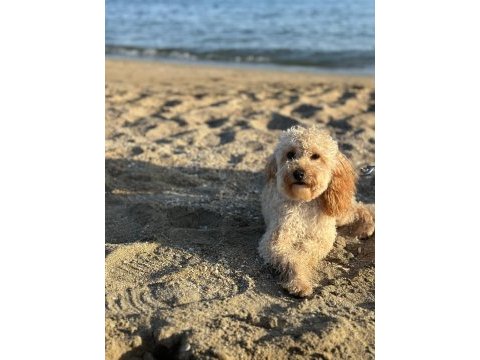 9 aylık uyumlu eğitimli toy poodle