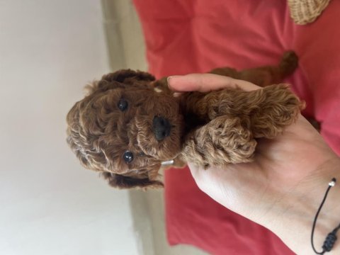 Toy poodle bebeklerimiz ev ortamında büyüyor