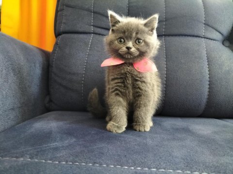 British shorthair dişi yavrular teslime hazır