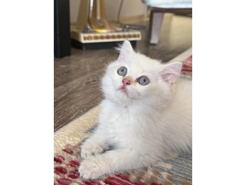 Golden point dişi british shorthair