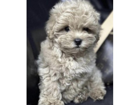 Maltipoo safkan köpeğimiz