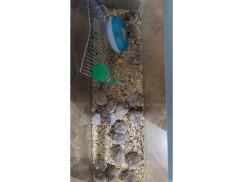 Gonzales hamster