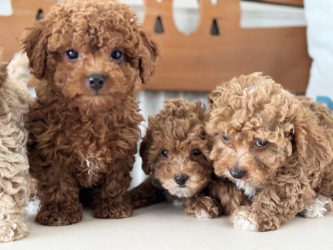 Wc eğitimli kore maltipoo yavrularımız