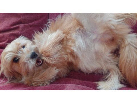 10 aylık dişi maltese terrier (aşırı sevgi dolu)