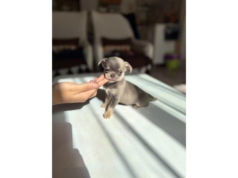 Micro boy en kaliteli şivava yavrular