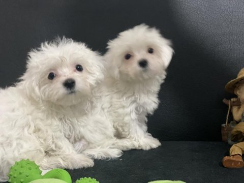 Ankaranın en güzel kar beyaz maltese terrier köpekleri