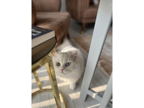 Renkli gözlü erkek kedim