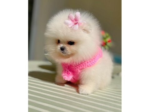 Mini boy ayıcık prenses pomeranian