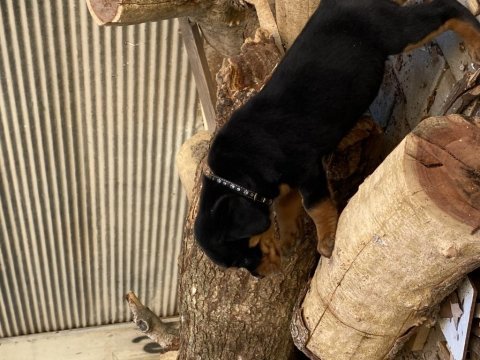 Rottweiler aşıları tam güçlü bağışlık sistemi