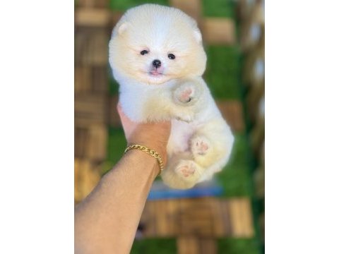 Tecup pomeranian boo yavrular