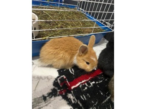 Cüce tavşanlarımız yeni sahibini arıyor