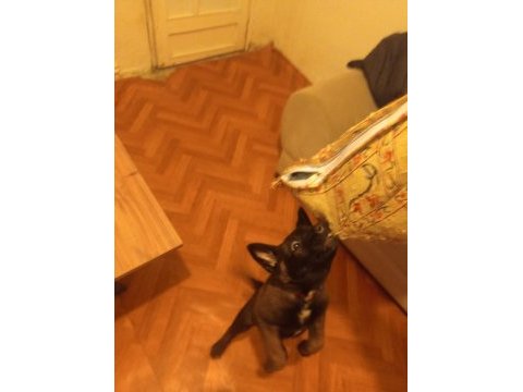 Renk güzeli dişi köpeğimize yuva arıyoruz