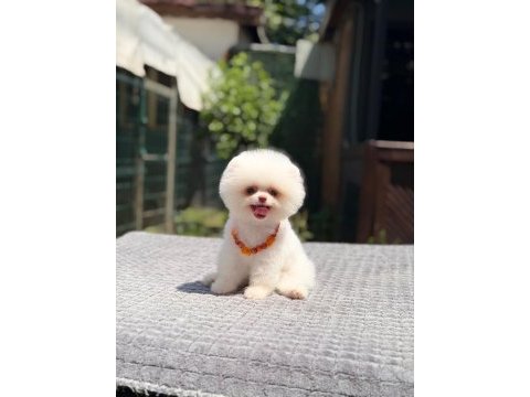 Pomeranian boo yavru