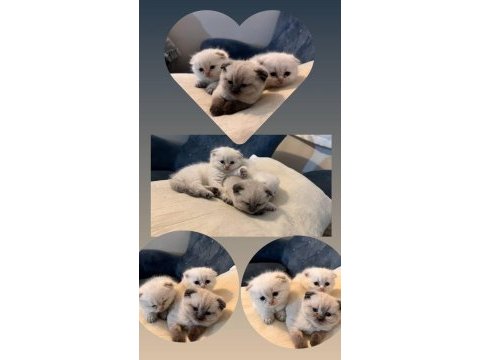 2 aylık scottish fold