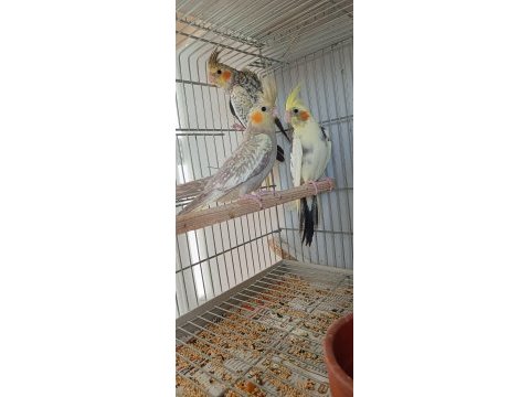 Cam gibi ev üretimi sultan papağanı yavrular