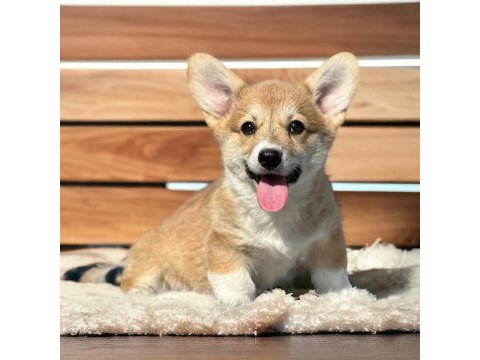Türkiyede tek welsh corgi