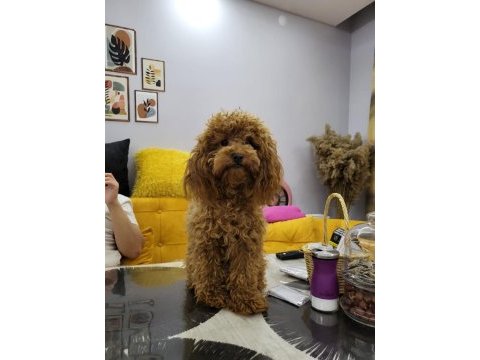 Sevgi ile bakılan toy ve teacup (bardak) boy poodle yavrular