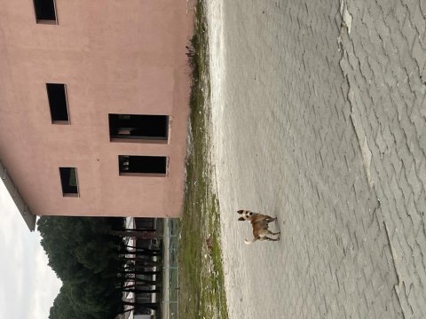 Köpeğimiz hastasına
