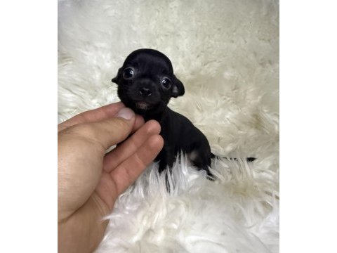 Teacup ırkının en miniği elma kafa şivava