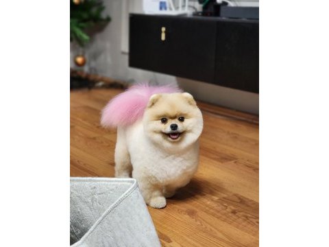 İddaa ediyoruz türkiyedeki en iyi dişi pomeranian