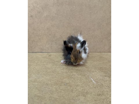 Yavru tatlı ginepigler