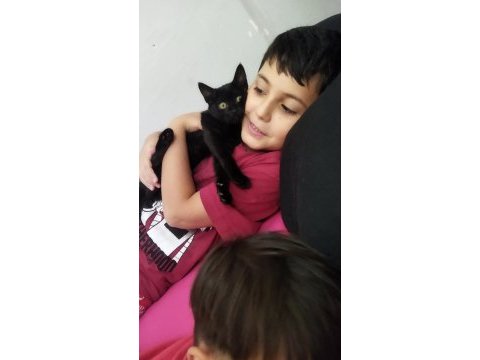 Anne baba safkan kediler