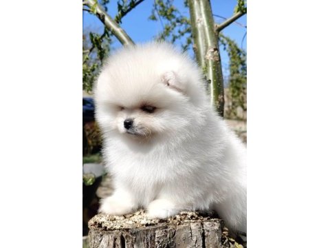Pomeranian boo orijinal yavru