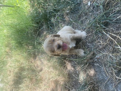 Maltipoo yavrularımız