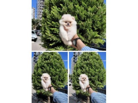 Orjinal ukrayna girişli pomeranian boo yavrular