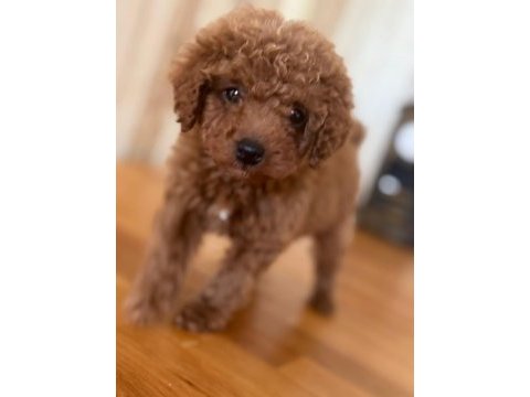 Safkan toy poodle yavrular