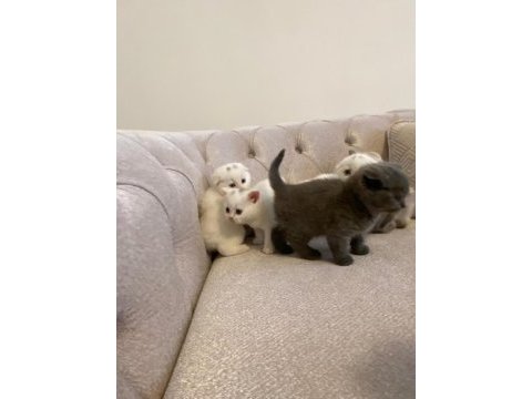 British shorthair ve scottish yavrularımız