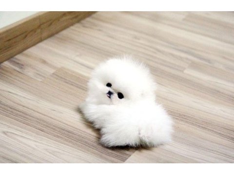 Pomeranian boo erkek dişi yavrularımız