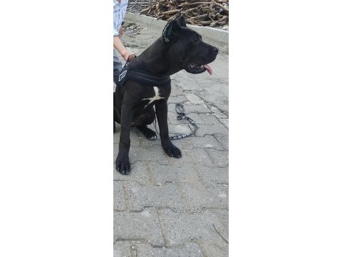 Cane corso karnesi varsorunsuz