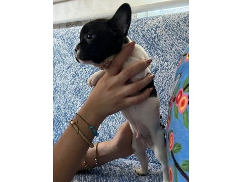 Safkan ırk french bulldog erkek yavrular
